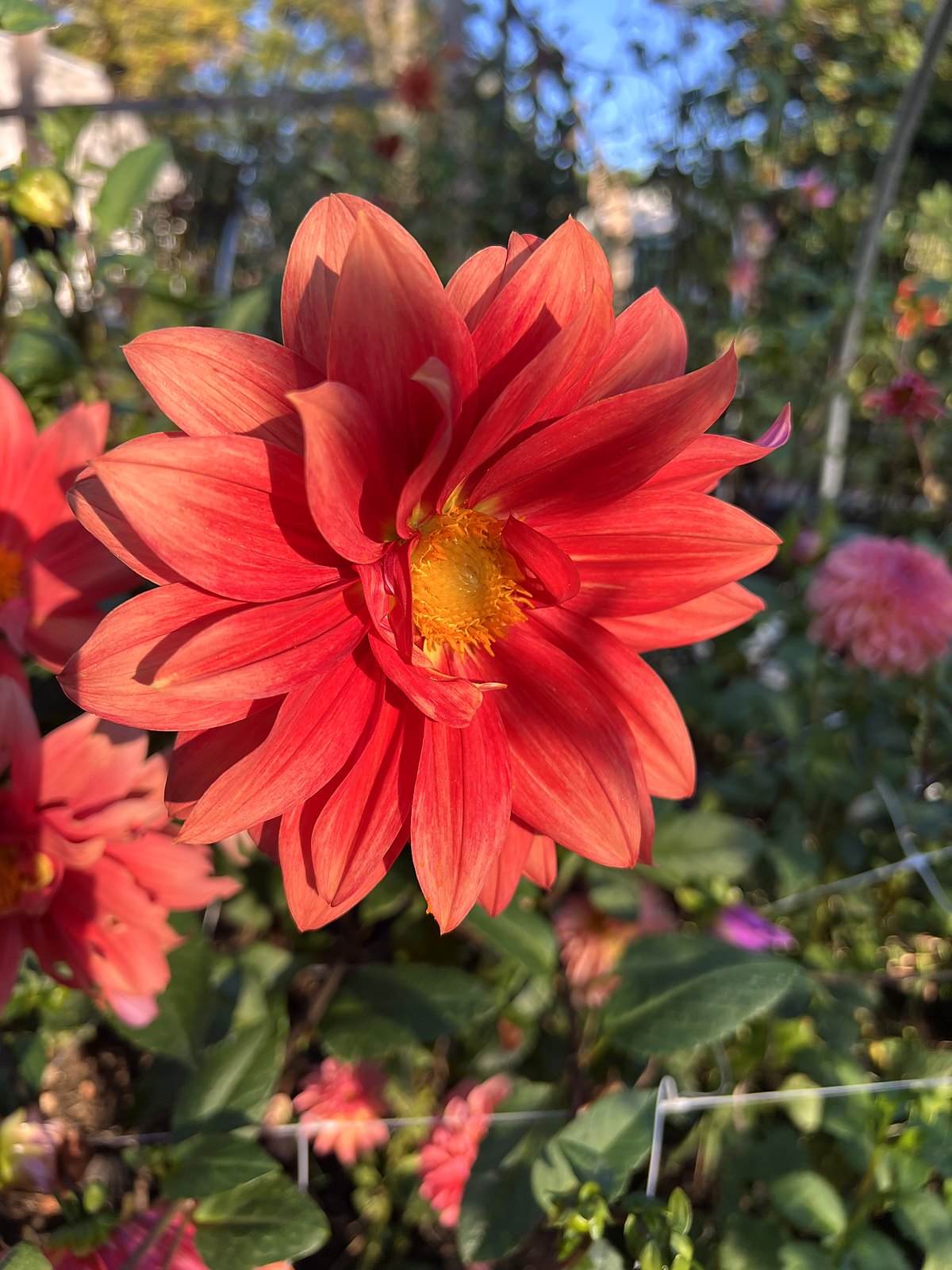 A coral-red dahlia in full bloom in the garden